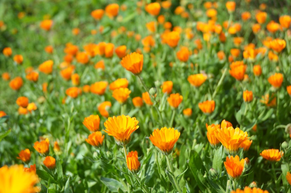 calendula