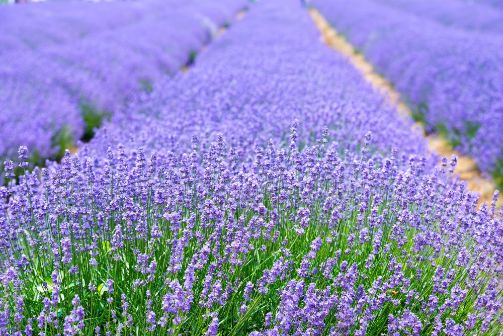 new lavnender for mission